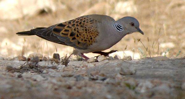 Turturica (Streptopelia turtur)
