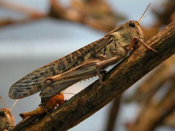 Comisia Europeană autorizează o a doua insectă ca ingredient alimentar pentru piaţa UE