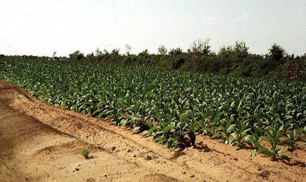 Peste 13 miliarde lei - încasările ANAF din accizele la produsele din tutun