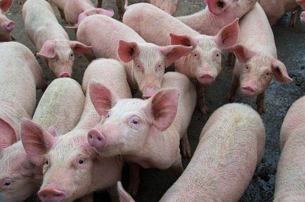China creează "porci umanizaţi" pentru a fi utilizaţi în cercetarea COVID