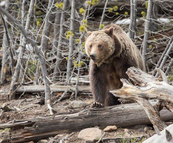 WWF acuză OUG 81/2021 că va crea premisele vânătorii la trofeu