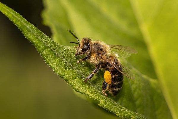 În drumul spre o agricultură prietenoasă cu natura, ţara noastră foloseşte pesticide care omoară albine