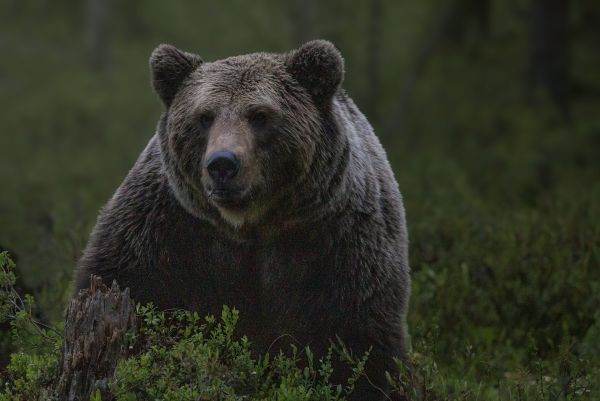 "În ţară există, conform specialiştilor, peste 4.000 de exemplare de urs"