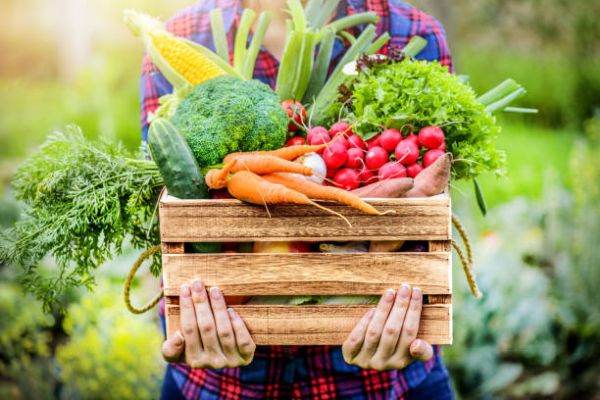 Cooperativa Ţara Mea va livra peste 80.000 tone de legume 