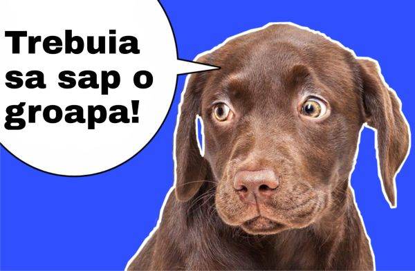 Grafică de MAKE