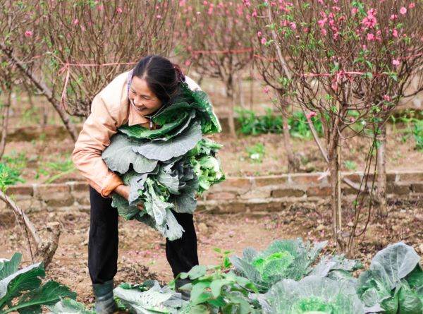 Scade numărul exploataţiilor agricole de subzistenţă