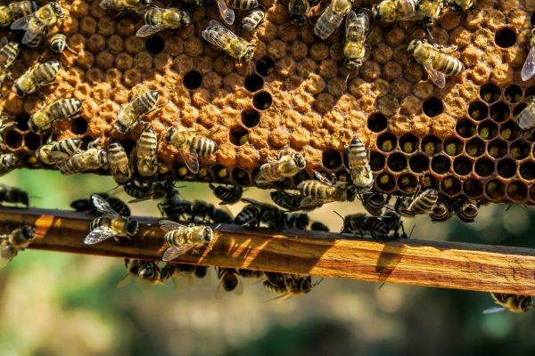 Guvernul aprobă Programul Naţional Apicol pentru perioada 2020-2022
