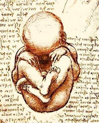 Fetus - Studiu de Leonardo da Vinci
