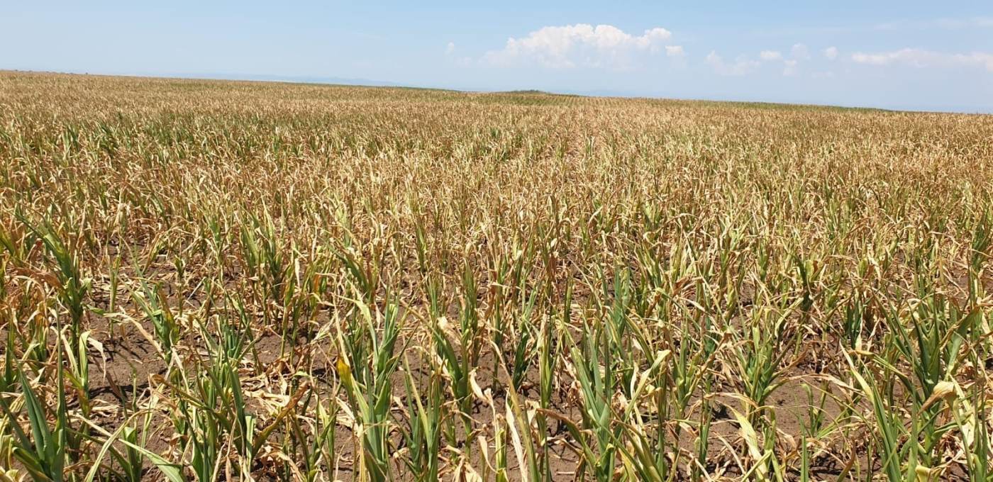 Recolte slabe şi pierderi de peste 7.000 de lei la hectar