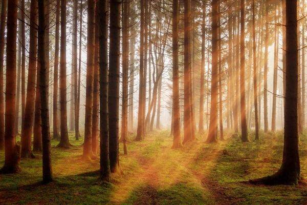 WWF România a organizat o conferinţă în contextul proiectului "Graniţe deschise pentru pentru fauna sălbatică din Carpaţi"
