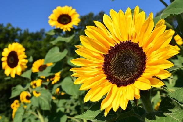 Rusia a majorat cota de export pentru uleiul de floarea soarelui