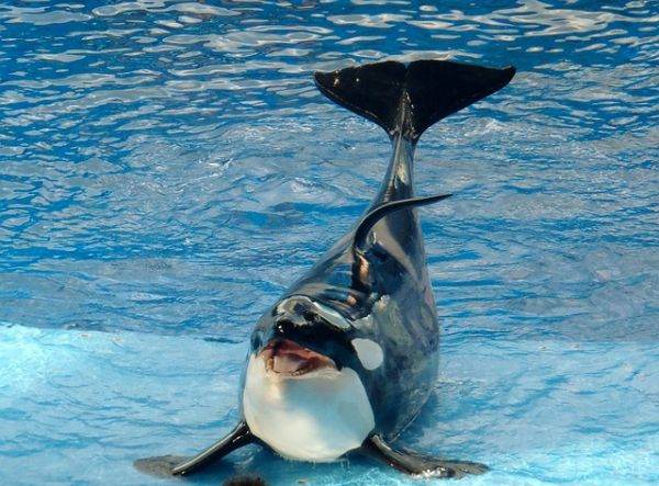 Fauna şi flora globale, ameninţate într-un grad mai mare decât s-a crezut iniţial