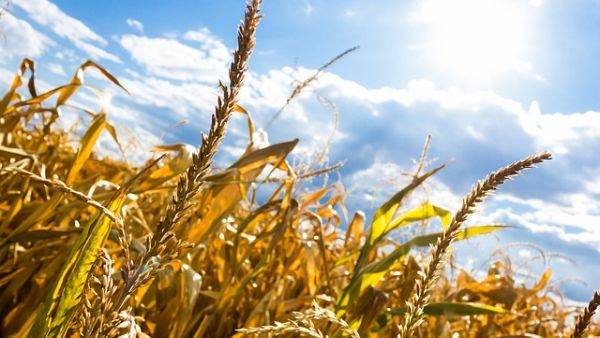 Seceta a afectat 242.958 de hectare în 30 de judeţe