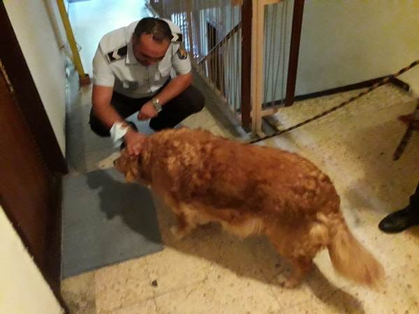 Amenzi de peste 75.000 de lei pentru încălcarea legislaţiei în domeniul protecţiei animalelor