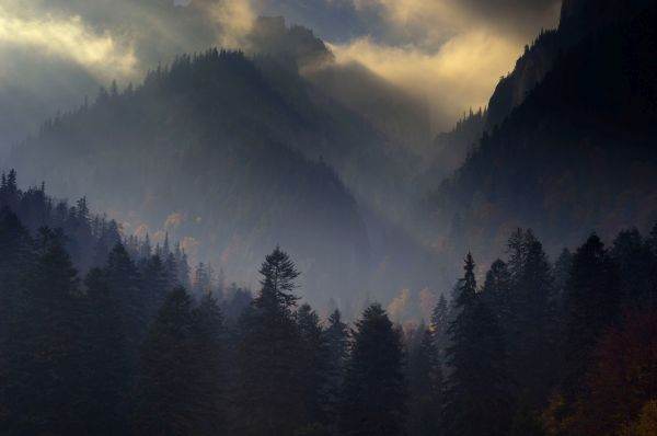 WWF lansează un SOS pentru salvarea pădurilor din siturile Natura 2000