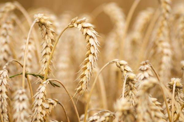 386.900 hectare afectate de secetă, în 34 de judeţe
