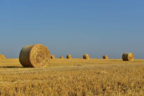 Schemă de minimis pentru procesatorii din agricultură