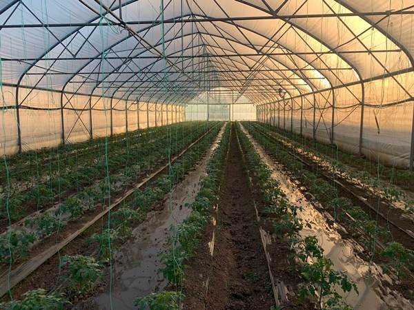 Asociaţia Ateliere Fără Frontiere promovează agricultura ecologică şi militează pentru consumul de legume sănătoase