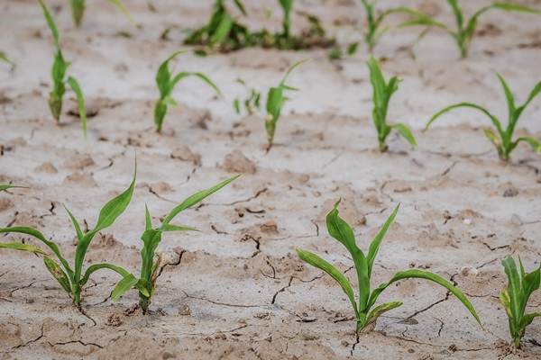 Suprafaţa agricolă afectată de secetă a urcat la 413.145 hectare în 34 de judeţe