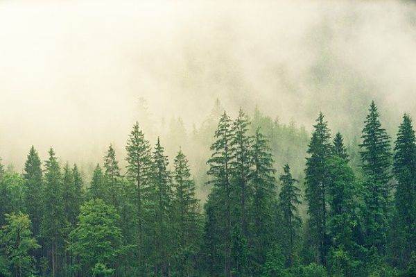 Suprafaţa de fond forestier înscrisă în Sistemul Integrat de Cadastru şi Carte Funciară a crescut la 162.593 hectare