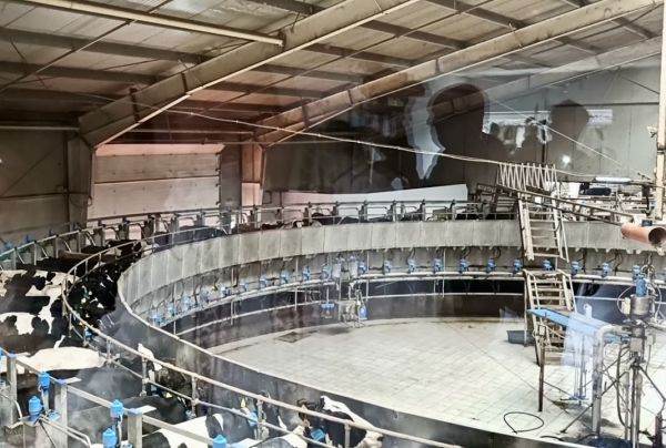 Active totale cu 50% mai mari pentru Grupul DN AGRAR urmare a integrării fermei Apold şi a altor 3 companii în grup 