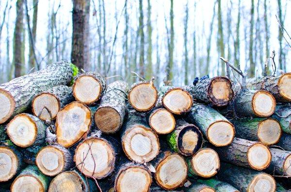 Criza energetică ne poate lăsa fără păduri