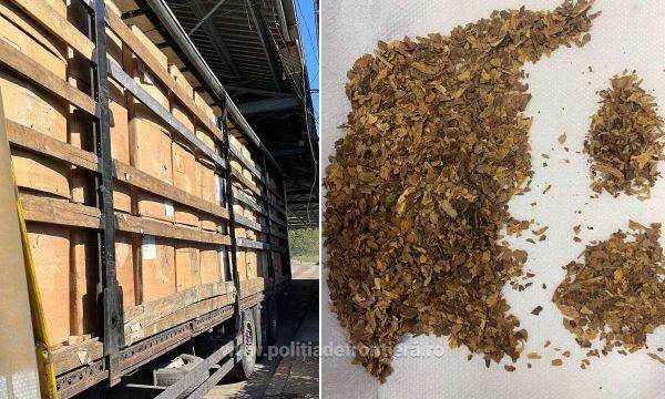 Aproape 14 tone de tutun de contrabană, descoperite într-un autocamion, în PTF Bechet