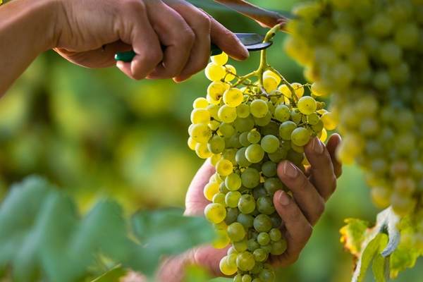 20% din suprafaţa cultivată cu viţă de vie din România este exploatată la standarde europene