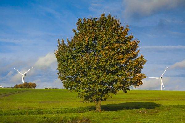 Greenpeace te vrea "în pace", la loc cu verdeaţă