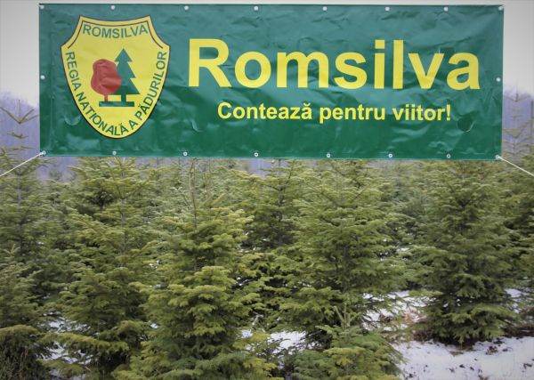 Romsilva oferă spre vânzare peste 30 de mii de pomi de Crăciun în sezonul sărbătorilor de iarnă