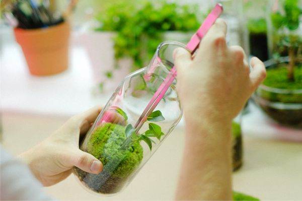 Centru de Cercetări pentru Plante Medicinale şi Aromatice