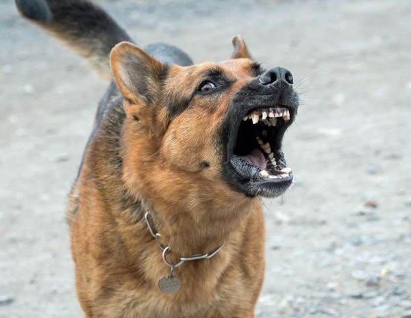 O femeie care alerga în zona Lacului Morii a decedat după ce a fost muşcată de câini 