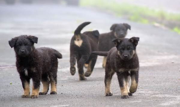 ASPA a sterilizat, în 2021 şi 2022, 2.000 de câini