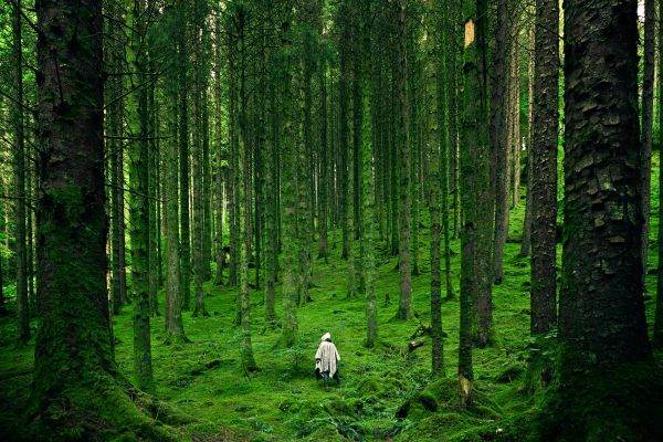 Biodiversitatea, conservată cu ajutorul inteligenţei artificiale