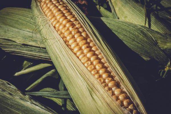Fermierii americani intenţionează să mizeze puternic pe porumb în 2023, în pofida riscurilor