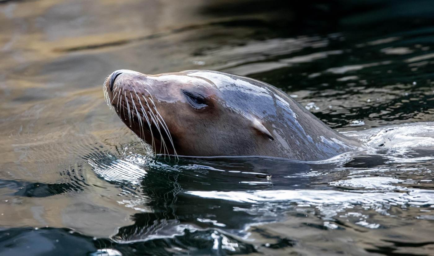 Peru raportează moartea a sute de lei de mare din cauza gripei aviare