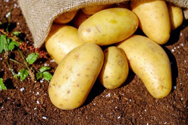 Guvernul alocă 14,8 milioane lei pentru susţinerea producţiei de cartofi