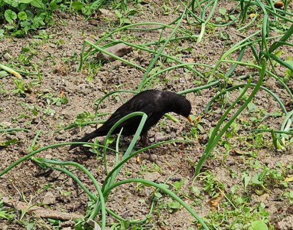 Agricultura intensivă şi folosirea pesticidelor - pericol major pentru speciile de păsări