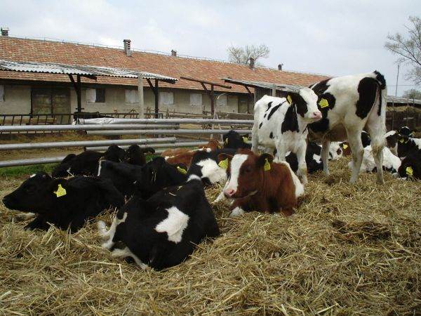 TradeVille: DN Agrar Group - creştere cu 15% a cantităţii de lapte livrate în aprilie 2023
