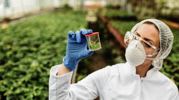 Noile tehnici genomice - risc crescut pentru agricultura europeană