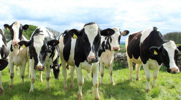 TradeVille: DN Agrar Group îşi creşte cantitatea de lapte livrată