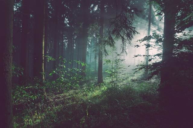 Lege: Proprietarii de păduri vor trebui să supravegheze video drumurilor forestiere