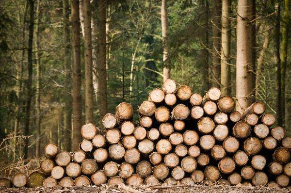 ASFOR: Statul român a adoptat 1.454 de documente legislative pentru sectorul forestier, în ultimii 31 de ani