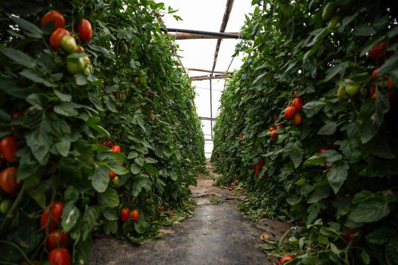 Lidl România a achiziţionat 100.000 de tone de fructe şi legume româneşti