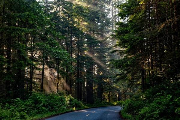 Ministerul Mediului va investi 46 de milioane euro pentru tehnologii care să combată tăierile ilegale de arbori