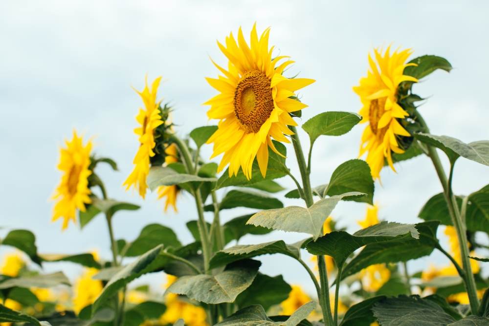 Corteva Agriscience şi Bioceres Crop Solutions accelerează disponibilitatea produselor biologice, în Europa 