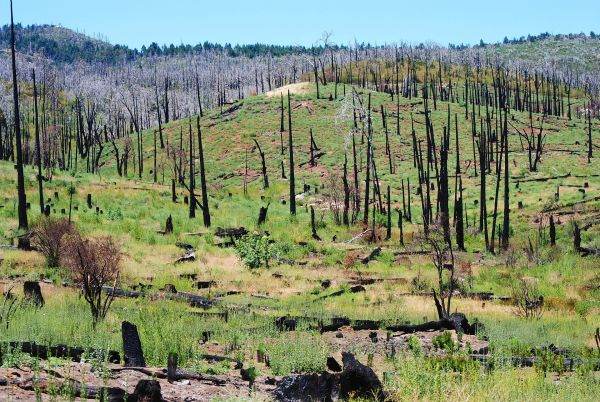 Italia şi Grecia se luptă în continuare cu incendiile