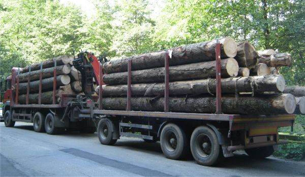 SAR: The future Forestry Code makes it difficult for journalistic investigations on illegal logging