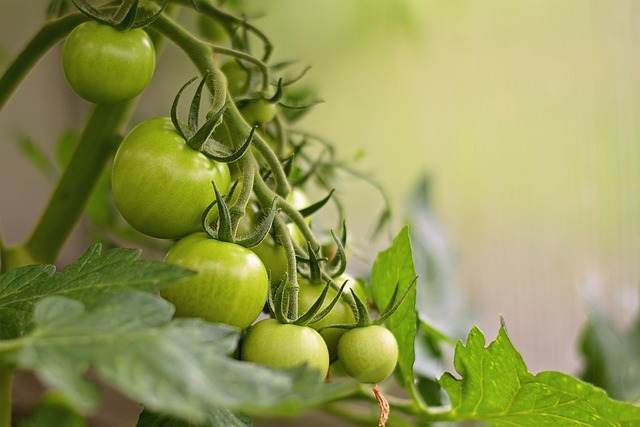 MADR: Fonduri de 22 de milioane de euro pentru susţinerea producţiei de legume în spaţii protejate