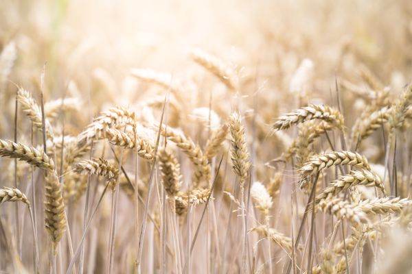 Socep purchases equipment for the grain terminal with silos in Port Constanţa for 10.4 million euros 